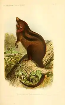 Drawing of brown dasyure