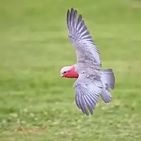 In flight