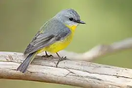 Eastern yellow robin