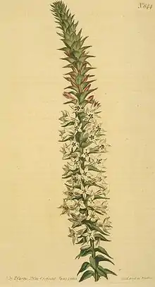 Epacris purpurascens