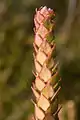 Epacris rhombifolia at Polblue Swamp, Barrington Tops National Park