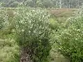 Epacris rhombifolia habit at Polblue Swamp, Barrington Tops National Park