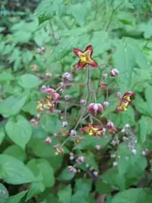 Flowers and leaves of Epimedium alpinum