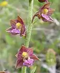 Dark red helleborine