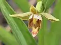 E gigantea flower closeup