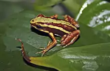 A photo of a Epipedobates tricolor on a leaf