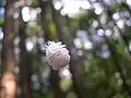 5th instar larva hanging down