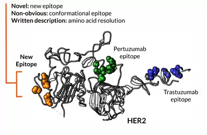 Epitope maps support IP