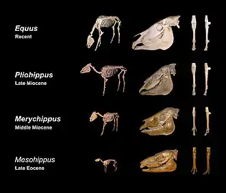 Image 6Skeletal evolution (from Evolution of the horse)