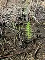 Marsh horsetail in Kythira.