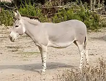 Gray equid