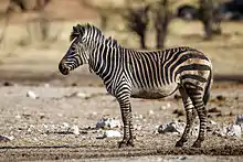 Black and white striped zebra