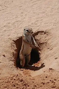 Ground squirrel at burrow entrance