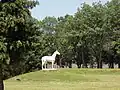 A monument to the most famous horse of the stud farm, Ljubičevac