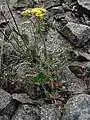 E. umbellatum var. hypoleium (habit, William O. Douglas Wilderness)