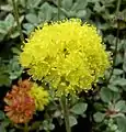 E. umbellatum var. humistratum (flowers)