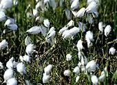 Eriophorum angustifolium