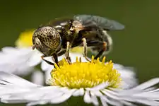 Eristalinus aeneus