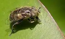 Eristalinus sepulchralis