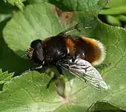 Eristalis intricaria male