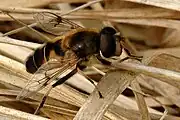 Eristalis picea male