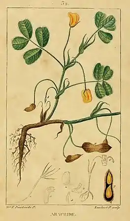 Arachis hypogaea