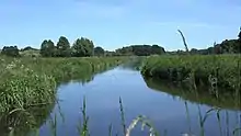 A clean rural river with green reeds on the banks and in the foreground; trees in the background; blue sky