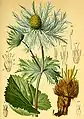 Eryngium alpinum from Atlas der Alenflora, 1882