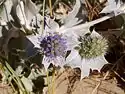 Sea-holly