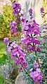 Erysimum × linifolium 'Bowles's Mauve'