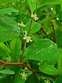 flowers and foliage