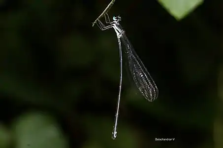 Esme mudiensis female