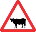 Animals for cattle