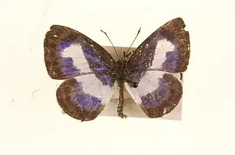 Dorsal view (male)