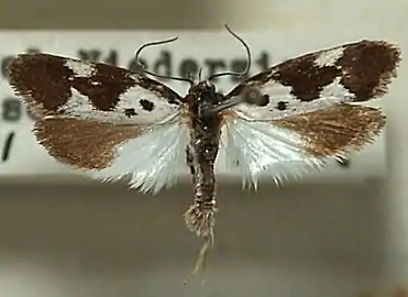 Mounted specimen