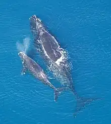 Two gray whales