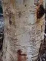 Scribbly Gum (Eucalyptus haemastoma) trunk