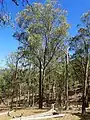 Eucalyptus caliginosa growing near Armidale