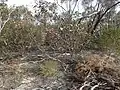 Habit at Kundip, between Ravensthorpe and Hopetoun