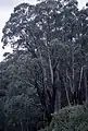 Eucalyptus chapmaniana near Bogong