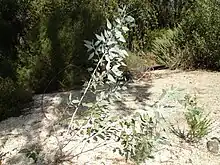 E. cretata, juvenile, showing low branching 'mallee' form, Melbourne, Victoria