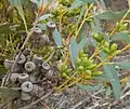 buds and fruit