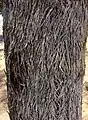 trunk bark