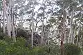 Eucalyptus oreades at Narrow Neck, Katoomba