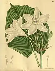 U. × grandiflora has shorter leaf blades, slender free filaments, and staminal cups shorter than free filaments.