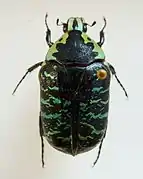 Euchroea coelestis peyrierasi top view