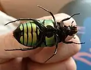 Euchroea coelestis peyrierasi underside view