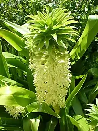 Eucomis autumnalis