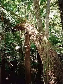 Pinkwood growing as a hemiepiphyte on a Soft Tree Fern at Monga National Park