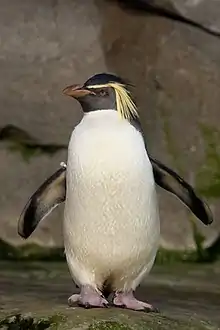 Northern rockhopper penguinEudyptes moseleyi